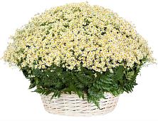 Цветочная композиция из Ромашки в корзине #REPLACE_PRED# Григорьевской